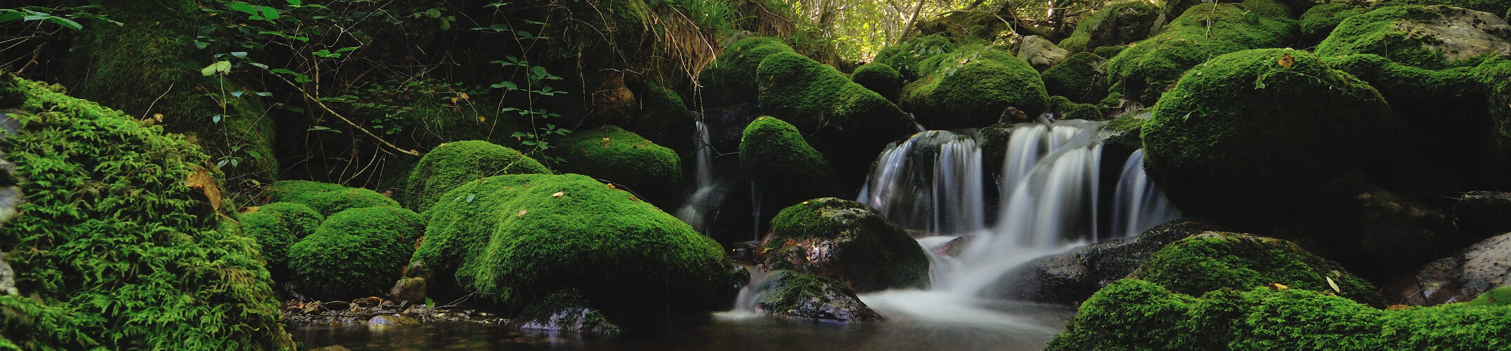 Habitat de Muniellos