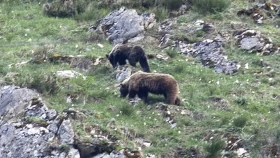 Osos pardos en Muniellos