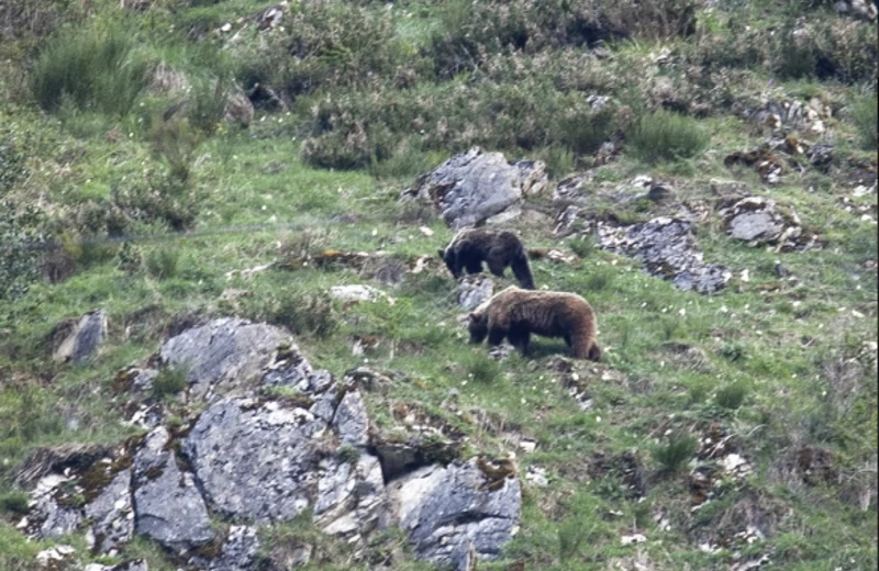 Osos pardos en Muniellos